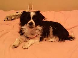 Black And White Spaniel Mix Adopt Panda Loves Kids On Petfinder Pomeranian Chihuahua Mix Chihuahua Mix Pomchi Puppies