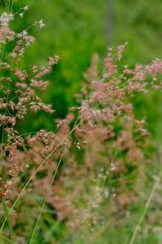 Image result for Melinis