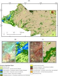 Image result for Eriocephalus luederitzianus
