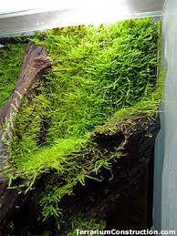 How To Get Moss Grow In Terrarium And Paludarium Terrarium Terrarium Plants Reptile Tank