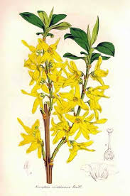 Forsythia Forsythia Anticipation Botanical Painting Flower Illustration Botanical Drawings