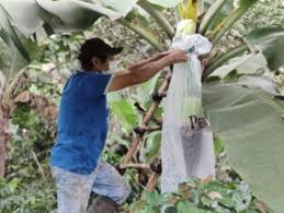 Conoce a Luis Sinche, un "héroe peruano de la alimentación" en plena  pandemia