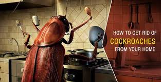 Maybe you would like to learn more about one of these? How To Get Rid Of Cockroach At Home Best Methods To Get Rid Of Cockroaches