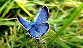 It is firstborn as a caterpillar and then it goes back to cocoon only to come out as a beautiful, different colored, flying butterfly. Blue Butterfly Meaning And Symbolism