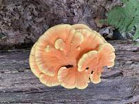 Mushroom ID and Foraging Weekend