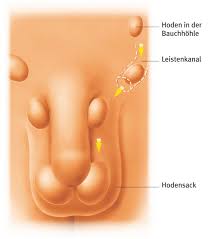 Hoden Aus Dem Gesundheitslexikon Gesundheit Medizin Und Heilkunde Auf Wissen De
