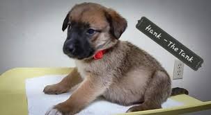 Black And White Collie Mix Help This Dog Find A Home Black Mouth Cur Border Collie Mixed Medium Coat In Warwick Ri Black Mouth Cur Dog Trendy Dog Beds Collie Mix