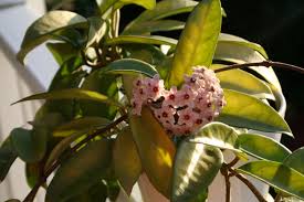 Image result for hoya plant flower