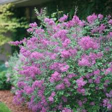 Add texture, color & fragrance to your landscape. Bloomerang Dark Purple Reblooming Lilac Syringa X Proven Winners