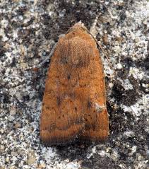 Image result for Noctua interjecta