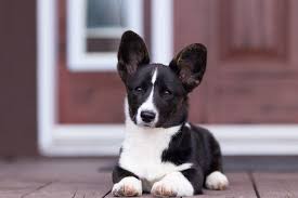 The underbelly is white as are the paws while the nose remains black. Cardigan Welsh Corgi Complete Guide Info Pictures Care More Pet Keen