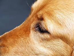 If your cat's eyes are red, itchy, sore, with plenty of discharge, it's best to go ahead and seek proper care from your veterinarian, who can supply you with the required topical ointment needed to cure your cat's eye infection. Cherry Eye In Dogs Introduction Petfinder