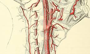 In the neck, the following diagram points out the major landmarks of the neck. Arteries In The Neck The Carotid Arterial System Lecturio