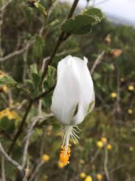 Image result for Hibiscus fuscus