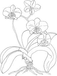 Orchid Flower Coloring Pages Orchid Drawing Orchids Painting Flower Coloring Pages