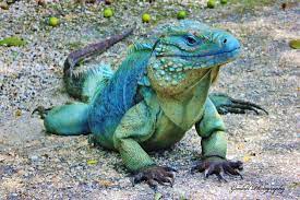 Cayman Island Blue Iguana Grand Cayman Island June 2013 Https Www Facebook Com Goodallphoto Animals Paws And Claws Iguana