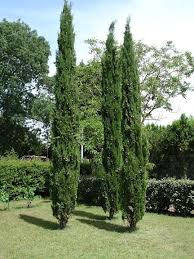 picasa web albums rafa calderon arbres a croissance rapide arbres pour petit jardin cypres