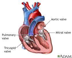 These usually happen when the blood circulates more quickly through the heart, say. Heart Murmurs Medlineplus Medical Encyclopedia