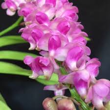 Image result for Polystachya odorata