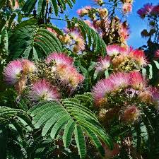Image result for Mimosa