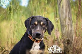 Black And Tan Catahoula Leopard Dog Sasquatch S Wasp Catahoula Leopard Dog Sasquatch Puppies Catahoulas Catahoulacur Catahoulaleoparddog Puppy Dog Louisia Leopard Dog Dogs Large Dog Breeds