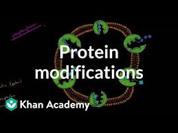 Ptms are important components in cell signaling, as for example when prohormones are converted to hormones. Protein Modifications Video Dna Khan Academy