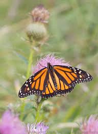 We did not find results for: Monarch Conservation Strategies The Prairie Ecologist