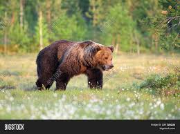 The polar bear (ursus maritimus) is a hypercarnivorous bear whose native range lies largely within the arctic circle, encompassing the arctic ocean, its surrounding seas and surrounding land masses. Eurasian Brown Bear Image Photo Free Trial Bigstock