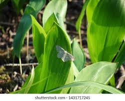 Image result for Scopula ternata