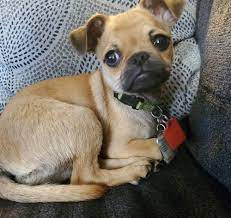 Check spelling or type a new query. The Chug A Pug Chihuahua Mix Breed Weird World