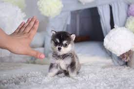 Pomskies are spunky, enthusiastic and friendly wolfish dogs. Facebook