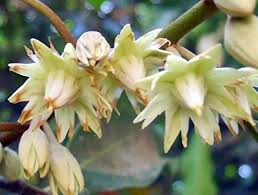 Image result for Mimusops elengi