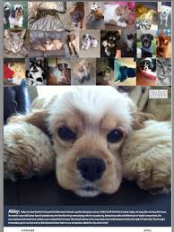 Many had matted fur as well. Keep Track Of 2015 With Animal Rescue Calendars