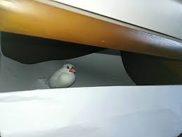 文鳥 おしり 汚れ