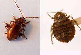 An ultrasonic pest repeller works by killing insects, rodents, and mosquitoes, by emitting high frequency or ultrasonic sound. Do Ultrasonic Pest Repellers Work On Fleas