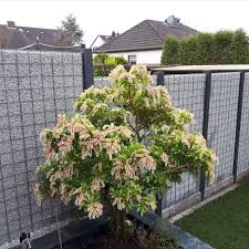 Bau Von Splittgabionen In 2020 Gartengestaltung Steinwand Sichtschutzzaun