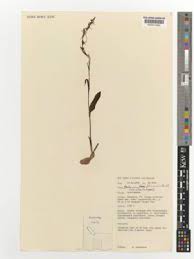 Image result for Habenaria filicornis