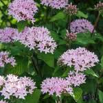 Image result for Pentas schumanniana