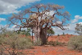 Image result for Adansonia digitata