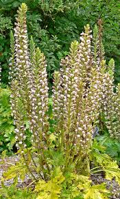 Image result for Acanthus polystachyus