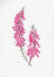 The Boundaries Of Botanical Art Heidi Willis Jackson S Art Blog Botanical Illustration Australian Wildflowers Botanical Painting