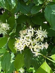 Image result for Cornaceae