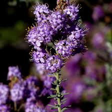 Image result for Selago anatrichota × goetzei