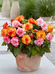Image result for Begonia horticola
