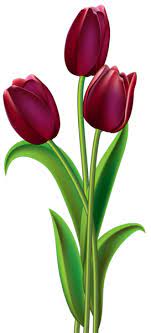 Red Dark Tulips Png Clipart Image Flower Clipart Tulips Art Flower Painting