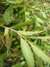 Image result for Casearia gladiiformis