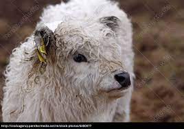 Moin ihr lieben, das letzte kälbchen für 2020 ist jetzt auch endlich da 😇🥰. Galloway Rind Kalb Lizenzfreies Bild 6480877 Bildagentur Panthermedia