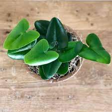 Heart Leaf Fern Hemionitis Arifolia Live Etsy Plants Plant Pictures Plant Collection