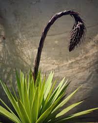 Image result for Cyphia brachyandra