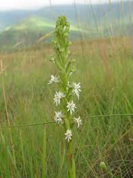 Image result for Habenaria epipactidea